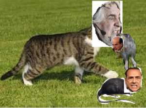 grillo-gatto