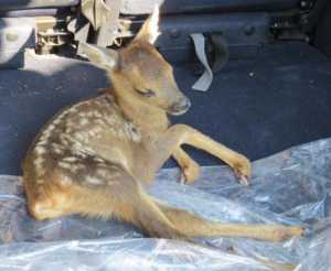 Cucciolo capriolo sulla strada in Calabria, salvato