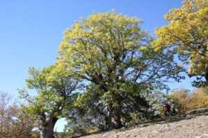 Scoperta quercia era glaciale in parco aspromonte