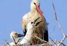 Cicogna bianca, altre buone notizie dalla Lipu