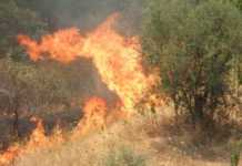 Parte già da ora la campagna di prevenzione agli incendi boschivi