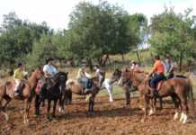 Un gruppo per amare i cavalli