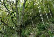 Nel castagno spunta il pino. Una zona da salvaguardare