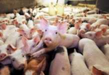 Maiali, c’è il sequestro