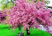 Le ragazze, le donne non sanno corteggiare