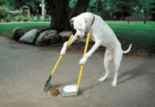 Visignànu, bisognùsu senza chiòvari ci sta mpusu…