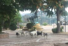 Al più presto una soluzione per il randagismo canino