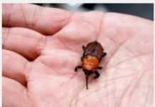 Punteruolo rosso arriva nella valle del Crati