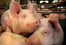 Un’ordinanza per la macellazione dei suini