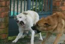 Randagismo…e in città tornano i branchi