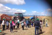 A S.Sofia il fieno e la sua raccolta