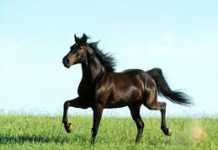 L’ippovia del Pollino