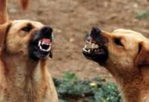 Randagismo: è allarme in città