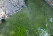 Servizio trasporto gratuito per le cure termali