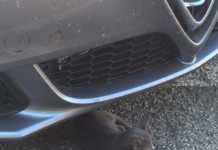 Due mici in cerca di affetto.