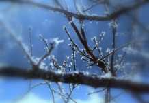 Temperature gelide, Bisignano sotto zero