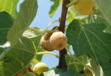 Il Fico dottato, eccellenza bisignanese