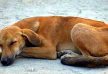 Cane che dorme
