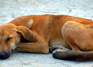 Cane che dorme