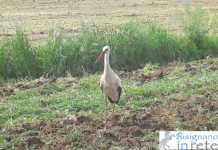 Lipu Calabria, entusiasmo e voglia di fare Cicogna bianca a Bisignano