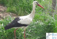 Il “Siciliano” tutela la cicogna bianca e arriva il riconoscimento ufficiale