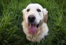 Il Regolamento comunale per la tutela degli animali Cane bianco