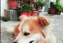 Primo Festival del cane a Bisignano cane bianco marrone