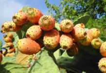 Fico d’india: il Re pungente del Settembre bisignanese Fichi d'india