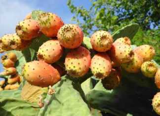 Fichi d'india