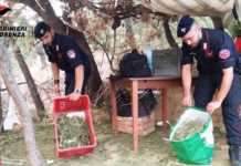 Regina di Lattarico, maxi piantagione di marijuana: un arresto