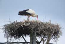 In Calabria arrivano sempre più coppie di cicogne cicogna bianca