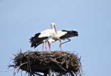 Nuova piattaforma per il nido delle cicogne a Santa Sofia d’Epiro