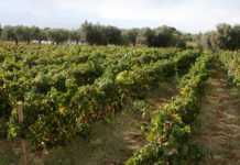 Il GAL Valle del Crati presenta i bandi a Bisignano