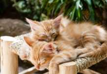 Caso Vittorio Veneto, l’amministrazione informa sul suo operato Gatti rossi