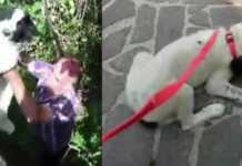 Cane abbandonato in campagna e intrappolato. Straordinario salvataggio in diretta Salvataggio cane