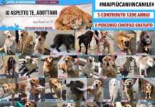 Mai più cani in canile