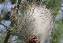 Pini della Sila attaccati dalla processionaria, è allarme