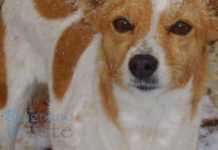 Coronavirus e animali domestici: facciamo chiarezza Cane carolina mucca