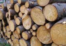 San Vincenzo La Costa – Inottemperanza al Dpcm