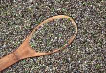 Utilizzare i semi di canapa per realizzare tante ricette