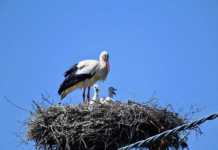 Cicogna bianca di Calabria, a Bisignano arrivano le nuove piattaforme nido