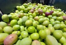 Olio d’oliva, al via la campagna 2020-21: poco ma di qualità