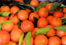 Coldiretti Calabria, nella sibaritide crisi profonda per le clementine IGP Calabria, piogge alluvionali e prezzi stracciati alla produzione