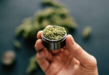 Diventare veri esperti di canapa legale