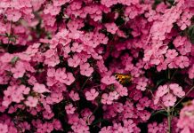 Festa della mamma a tema floreale, ecco le migliori idee regalo