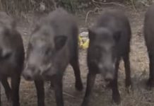 Cinghiali in libertà a Bisignano: un problema che cresce cinghiali in libertà