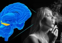 Hashish effetti e livelli di THC, quello che c’è da sapere Fumo