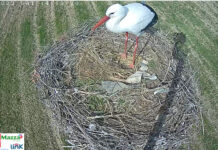 Webcam live su un nido di Cicogna bianca in Calabria