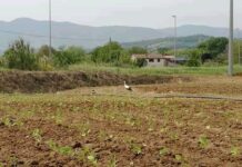 Conosciamo meglio Macchia dei Monaci macchia dei monaci