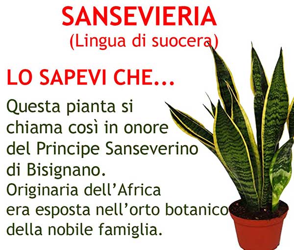 Pianta Sansevieria